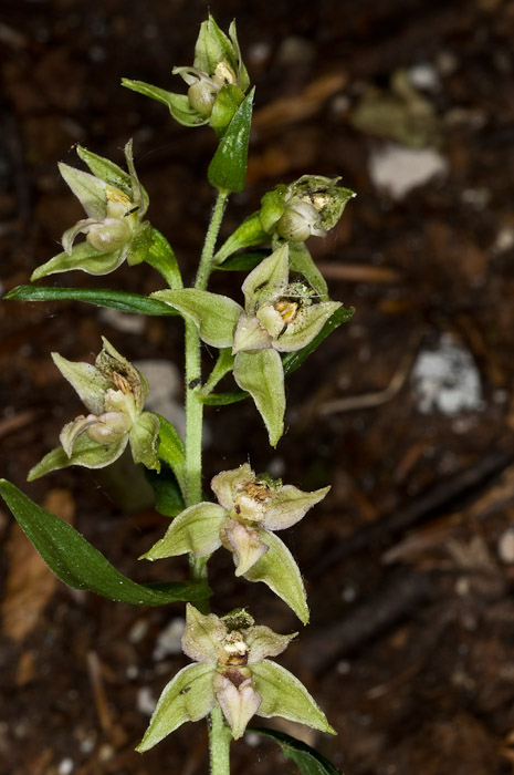 Epipactis di Monte Catria (PU) 4